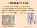 Проводящие ткани