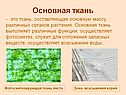Основная ткань