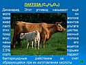 Лактоза (с12н22о11)