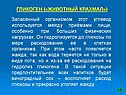 Гликоген («животный крахмал»)