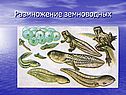 Урок размножение организмов