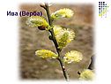 Ива (Верба)