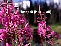 Кипрей (Иван-чай)