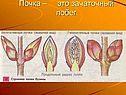 Почка – это зачаточный побег