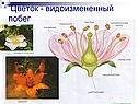 Цветок - видоизмененный побег