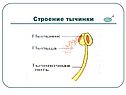 Строение тычинки