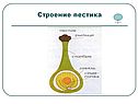 Строение пестика