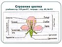 Строение цветка учебник стр