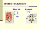 Виды околоцветников