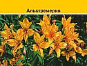 Альстремерия