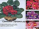 Сенполия ( фиалка узумбарская)