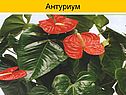 Антуриум