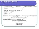Строение цветка