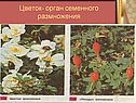 Цветок- орган семенного размножения
