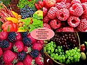 Источники ценных питательных веществ