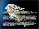 Устрицы представляют собой моллюска, что относится к семейству