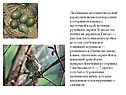 Любимыми местами гнездовий варакушек являются поросшие кустарником