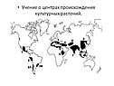 Учение о центрах происхождения культурных растений