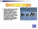 Экосистемы тундры: