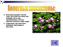Болотные экосистемы: