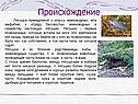 Происхождение