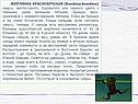 Виды лягушек