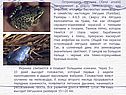 Остромордая лягушка (Rana arvalis) принадлежит к классу земноводных