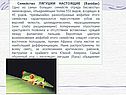 Виды лягушек
