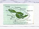 Виды лягушек