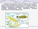 Нервная система лягушки