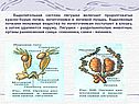 Выделительная система лягушки
