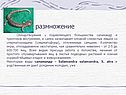 Размножение