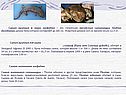 Самая крупная в мире амфибия – это гигантская китайская саламандра