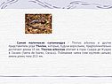 Самая маленькая саламандра
