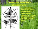 Схема строения вайи