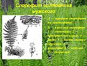 Спорофит щитовника мужского