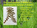 Многорядник