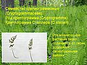 Крипиограммовые
