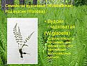 Вудсиевые