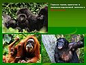 Горилла горная