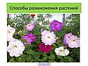 Способы размножения растений