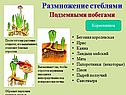 Виды размножения растений