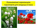 Размножение корневищем