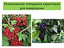 Размножение отводками
