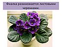 Фиалка размножается листовыми черенками