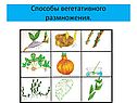 Способы вегетативного размножения