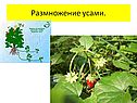 Размножение усами