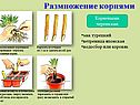 Виды размножения растений