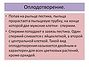 Оплодотворение