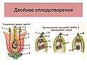 Виды размножения растений